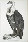 White-backed Vulture, Vultur leuconota.
