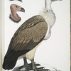 Bengal Vulture, Vultur Bengalensis. 1 Head of  Vultur Pondicherianus; 2. Head of Vultur monarchus [monachus].