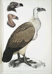 Bengal Vulture, Vultur Bengalensis. 1 Head of  Vultur Pondicherianus; 2. Head of Vultur monarchus [monachus].