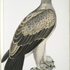White Dotted Eagle, Aquilla punctata.
