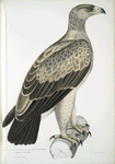 White Dotted Eagle, Aquilla punctata.