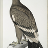 White-banded Eagle, Aquilla bifasciata.