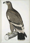 White-banded Eagle, Aquilla bifasciata.