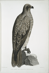 Lined Fishing Eagle, Haliætus lineatus.