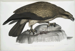 Plain Fishing Eagle, Haliætus unicolor.