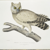 Coromandel Owl, Strix Coromandra.