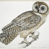 Chinese Owl, Strix Sinensis.