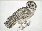 Chinese Owl, Strix Sinensis.