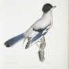 Almorah Jay, Garrulus Vigorsii.