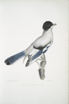 Almorah Jay, Garrulus Vigorsii.