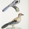 1. Gular Jay, Garrulus gularis; 2. Beautiful Jay, Garrulus ornatus. Natural size.
