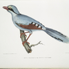Hunting Crow, Kitta venatorius.