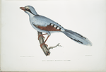 Hunting Crow, Kitta venatorius.
