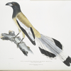 Weigler, Rufons Magpie, Pica Vagabunga. Natives of Calcutta.