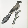 Chinese Magpie, Pica Sinensis.