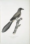 Chinese Magpie, Pica Sinensis.
