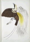 Small Paradise Bird, Paradisea minor.