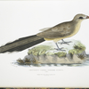Sirkeer Cuckoo, Centropus Sirkee.