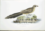 Sirkeer Cuckoo, Centropus Sirkee.