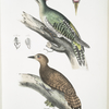 1. Almorah Woodpecker, Picus dimidiatus; 2. Rufus Indian Woodpecker,  Picus rufus.