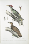 1. Almorah Woodpecker, Picus dimidiatus; 2. Rufus Indian Woodpecker,  Picus rufus.