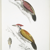 1. Crimson Woodpecker, Picus mineatus; 2. Indian three-toed Woodpecker, Picus Tiga; 3. A head of Female.