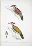 1. Crimson Woodpecker, Picus mineatus; 2. Indian three-toed Woodpecker, Picus Tiga; 3. A head of Female.