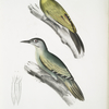 1. Nepaul Woodpecker, Picus Nepaulensis; 2. Moustache Woodpecker, Picus barbatus.