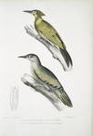 1. Nepaul Woodpecker, Picus Nepaulensis; 2. Moustache Woodpecker, Picus barbatus.