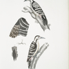 Lesser spotted Woodpecker, Picus Macei. 1. Male, 2. Female, 2a. Wing, 2b. Tail.
