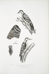 Lesser spotted Woodpecker, Picus Macei. 1. Male, 2. Female, 2a. Wing, 2b. Tail.