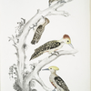 1. Brown Woodpecker, Picus Molluccensis. Male and Female; 2. Mahratta Woodpecker, Picus Mahrattensis. Male and Female.