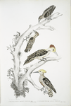 1. Brown Woodpecker, Picus Molluccensis. Male and Female; 2. Mahratta Woodpecker, Picus Mahrattensis. Male and Female.