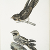 1. Indian Goat Sucker, Caprimulgus Indicus; 2.  Bombay Goat Sucker, Caprimulgus Asiaticus.