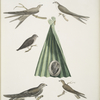 1. Balassian [Balastian] Swift, Cypselus palmarum. 1a. Male, 1b. Female, 1c. Young, 1d. Nest;  2. Allied Swift, Cypselus affinis; 3. Chinese Martin, Hirundo Sinensis.