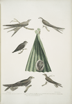 1. Balassian [Balastian] Swift, Cypselus palmarum. 1a. Male, 1b. Female, 1c. Young, 1d. Nest;  2. Allied Swift, Cypselus affinis; 3. Chinese Martin, Hirundo Sinensis.