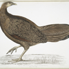 Argus Pheasant, Argus Paeoninus [Pavoninus]. China, 2/3 Natural size.