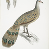 Hardwicke's Polyplectron, Polyplectron Hardwickii.
