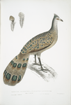 Hardwicke's Polyplectron, Polyplectron Hardwickii.