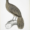 Lineated Peacock Pheasant, Polyplectron lineatum.