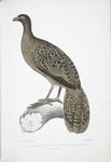 Lineated Peacock Pheasant, Polyplectron lineatum.