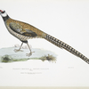 Reeve's Pheasant, Phasianus Reevesii.