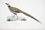 Reeve's Pheasant, Phasianus Reevesii.