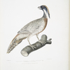 Pucras Pheasant, Phasianus Pucrasia.