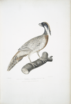 Pucras Pheasant, Phasianus Pucrasia.