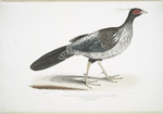 Lineated [Nepaul] Pheasant, Phasianus Hamiltonii.