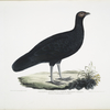 Puple Pheasant, Phasianus purpureus.