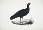 Puple Pheasant, Phasianus purpureus.