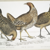 1. Javan Hen, Gallus furcatus; 2. Lord Stanley's Hen, Gallus Stanleyi; 3. Bank's Hen, Gallus Bankiva.