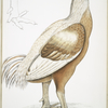 Malabar Cock, Gallus gigantea. Natural size.